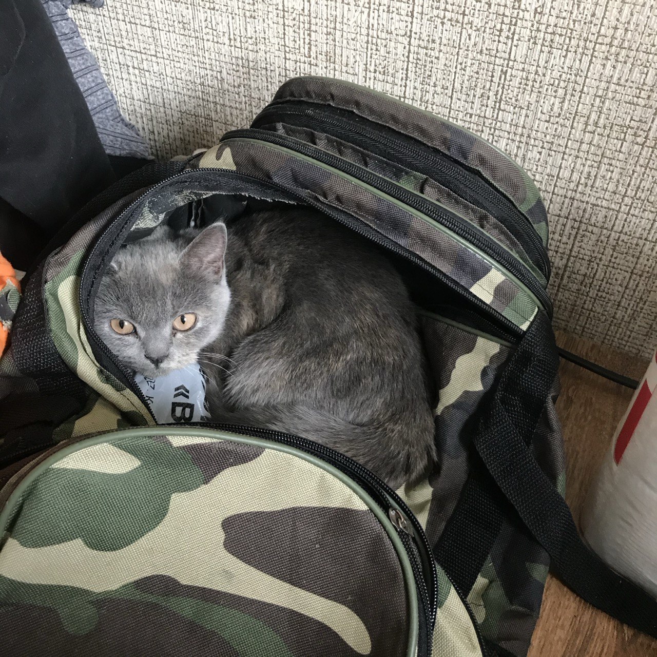 Чита в сумке